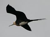 Galapagos 2-1-17 North Seymour Frigatebird I looked up to see birds swooping overhead on North Seymour. Here is a frigatebird.
